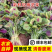 红苋菜红汉菜产地直发支持视看货打款发货