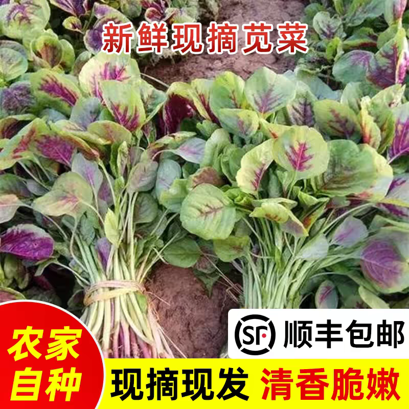 红苋菜红汉菜产地直发支持视看货打款发货
