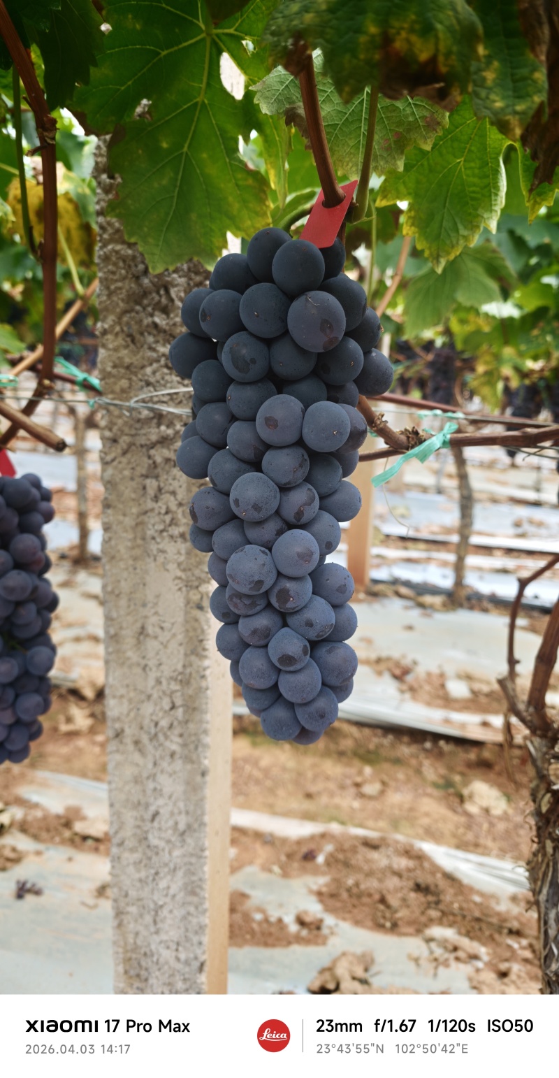 云南建水黑提