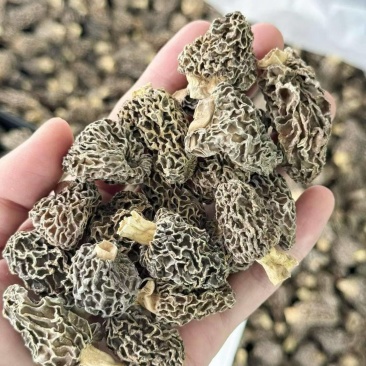野生羊肚菌