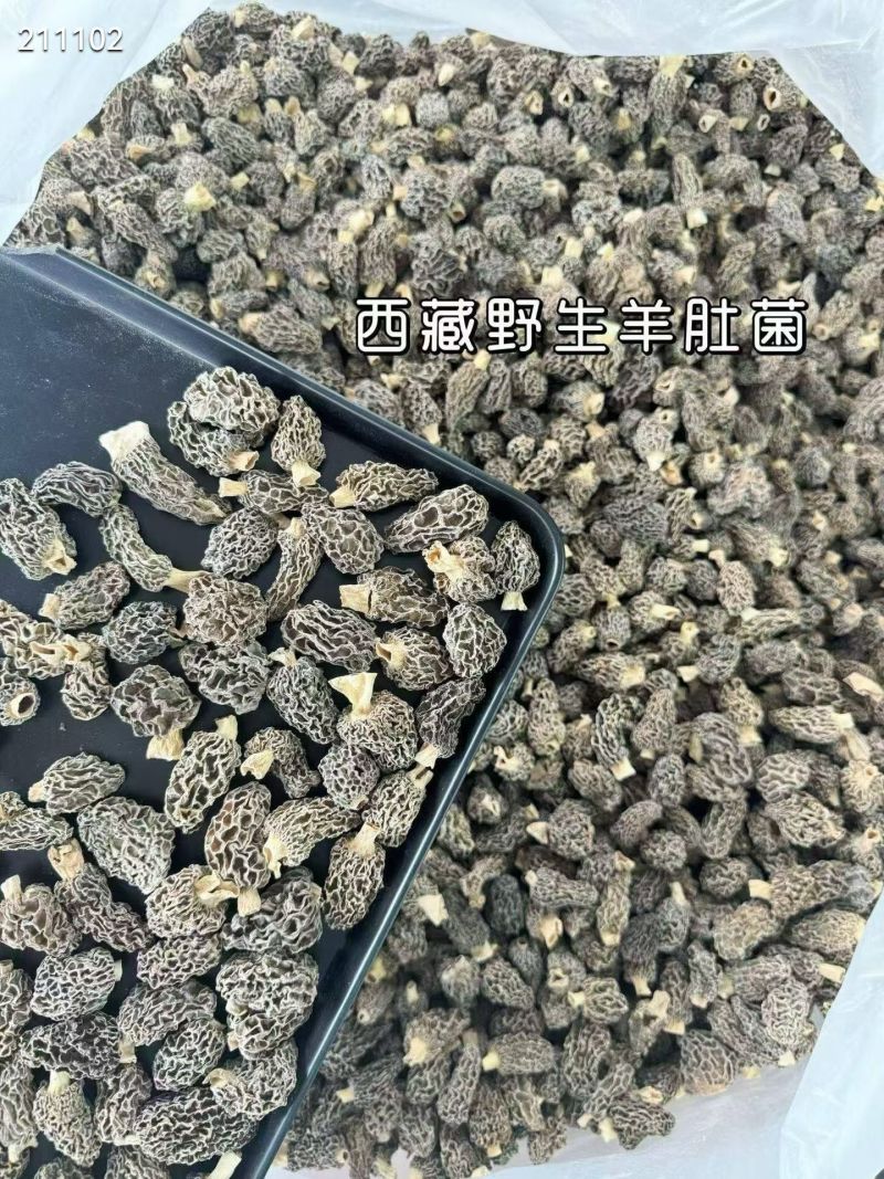 野生羊肚菌