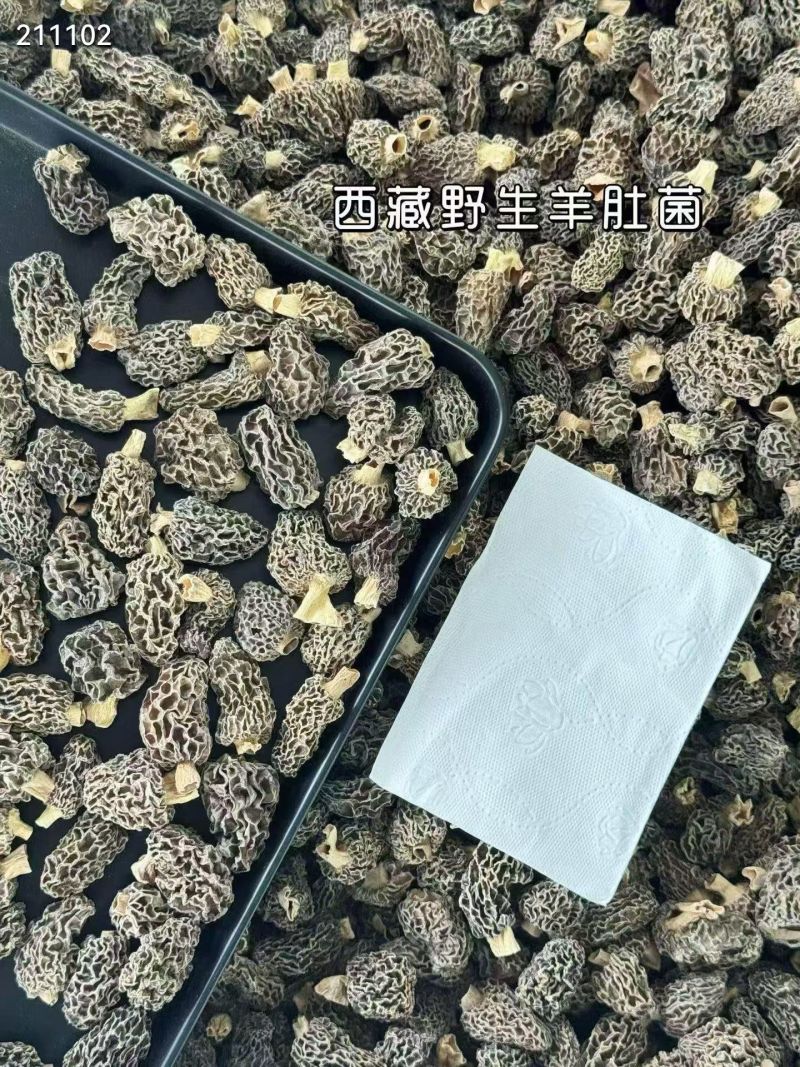 野生羊肚菌