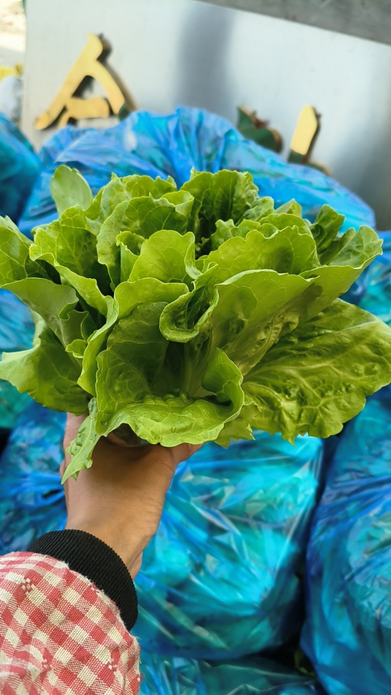 大棚生菜