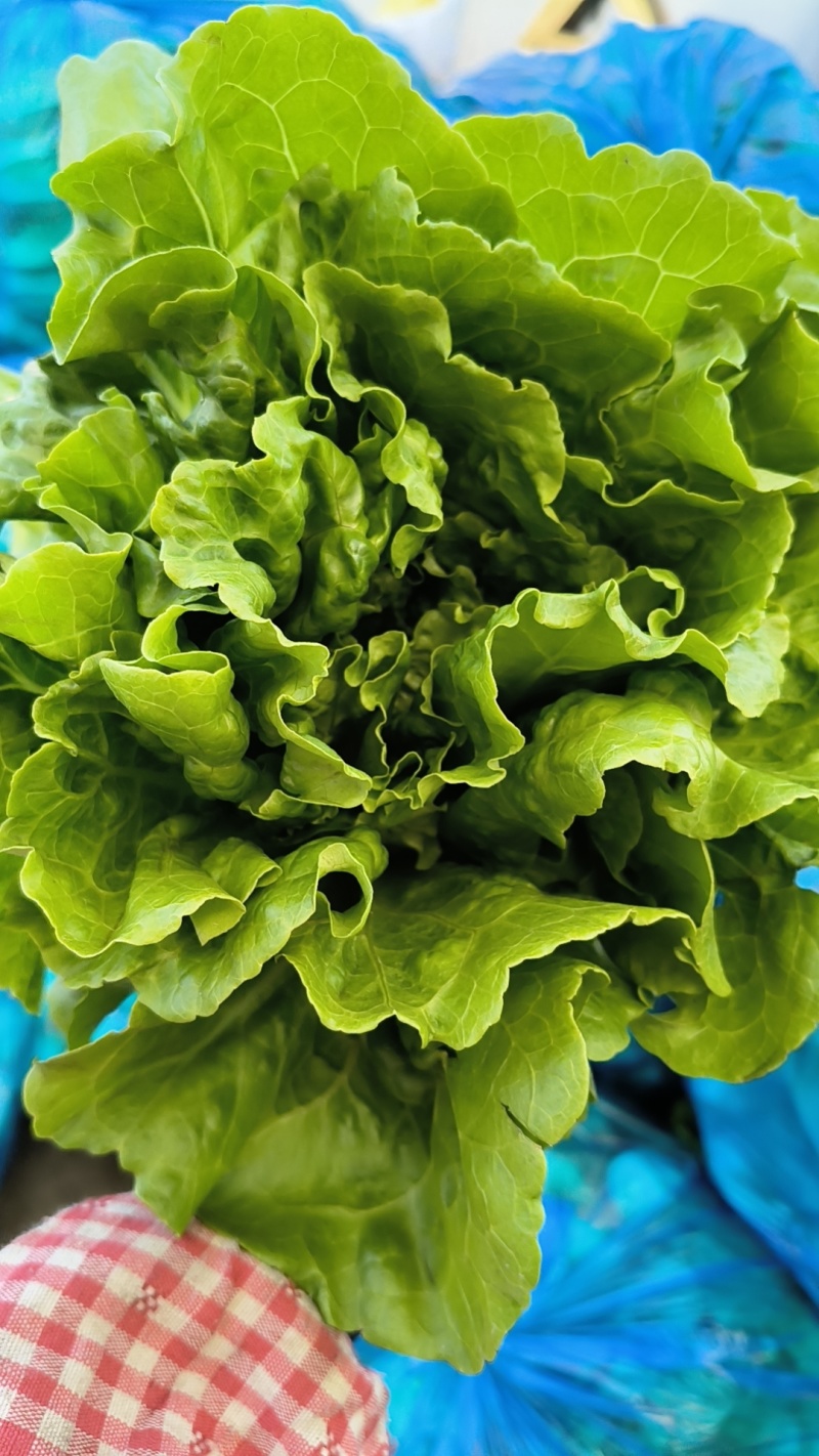 大棚生菜