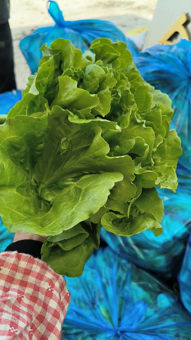大棚生菜