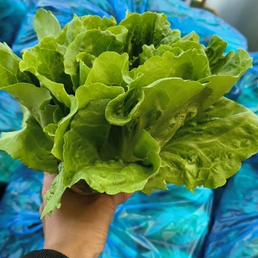 大棚生菜