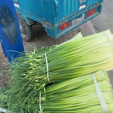 白帽蒜薹蒜苔货源充足质优价廉条形顺直鲜嫩翠绿来了就知道