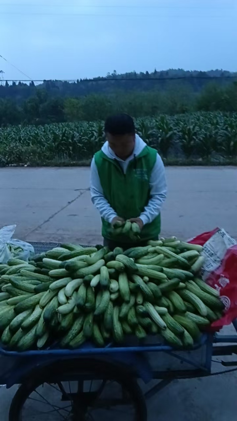 本地黄瓜***********