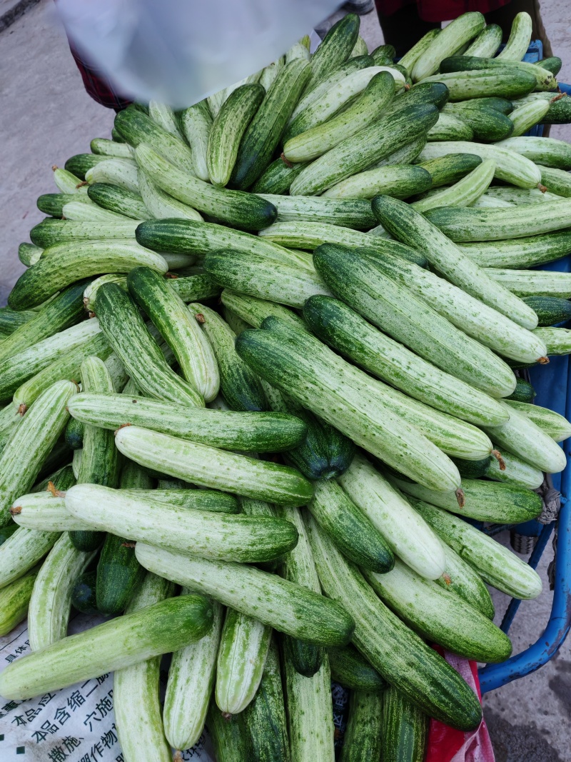 本地黄瓜***********