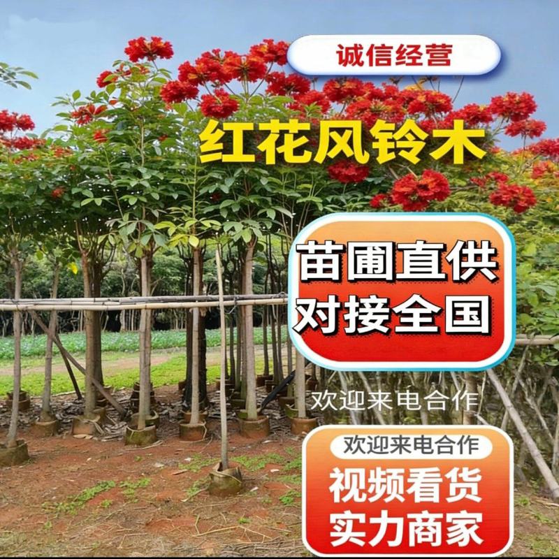 基地直销：红花风铃木3-5-6-8-10-12-15分