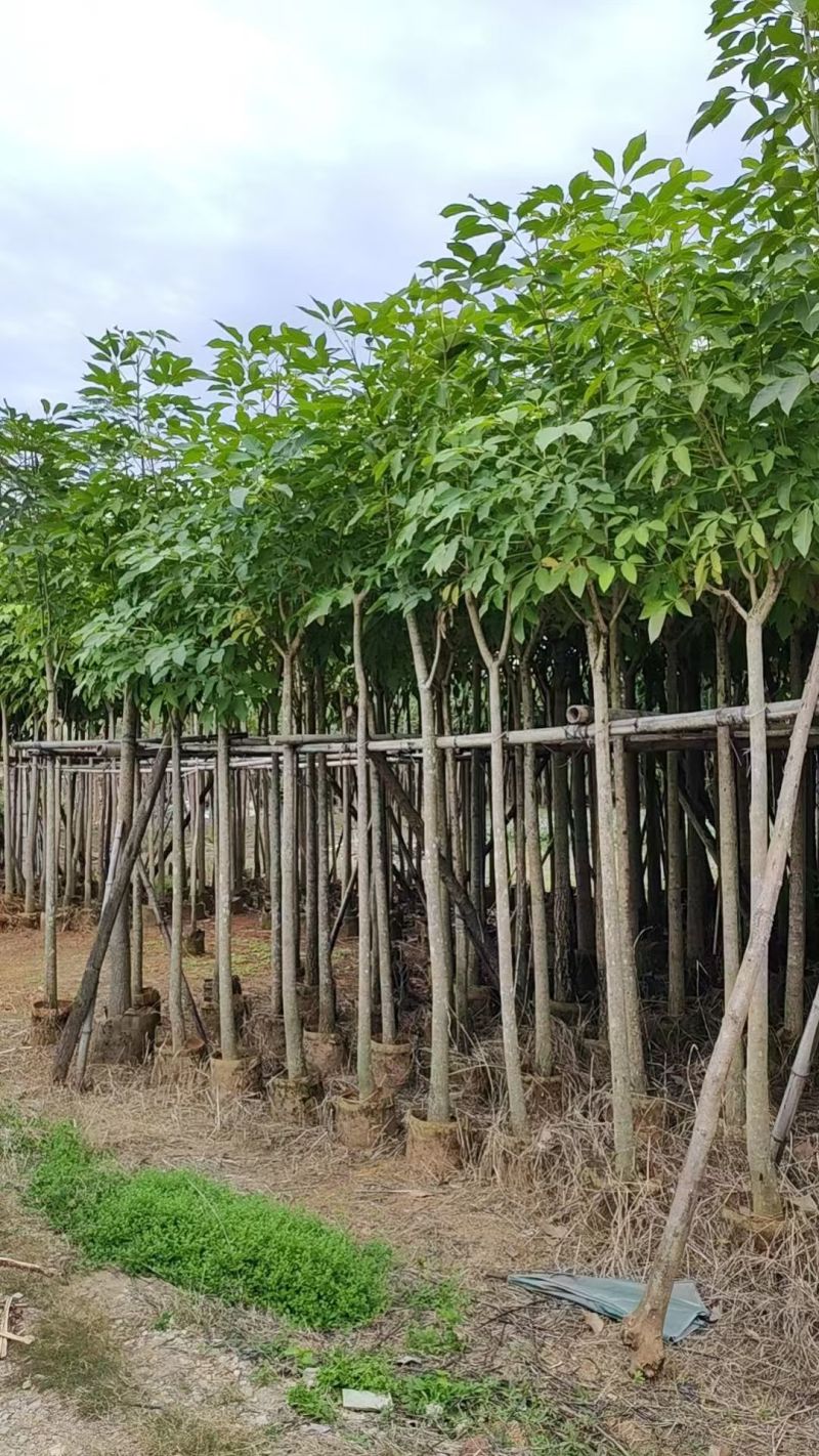 基地直销：红花风铃木3-5-6-8-10-12-15分
