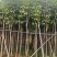 基地直销：红花风铃木3-5-6-8-10-12-15分