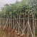 基地直销：红花风铃木3-5-6-8-10-12-15分