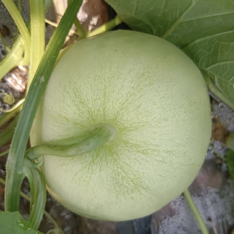 北纬23°精品龙州银辉香瓜现摘现发即将上市
