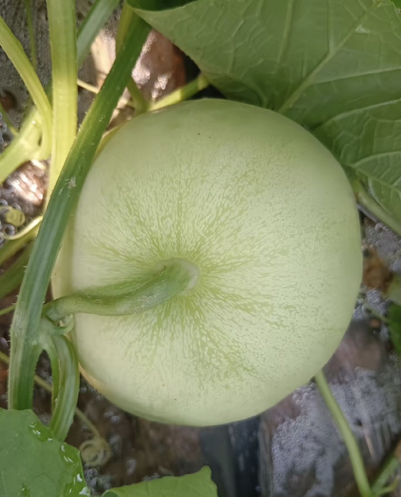 北纬23°精品龙州银辉香瓜现摘现发即将上市