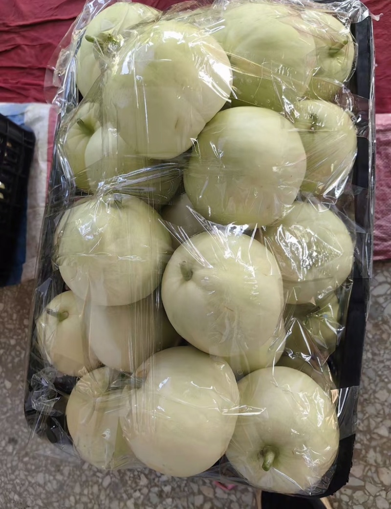 北纬23°精品龙州银辉香瓜现摘现发即将上市