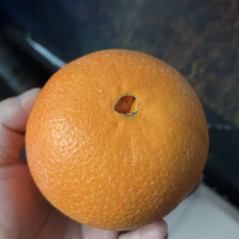 伦晚大量有货欢迎各位老板前来品尝