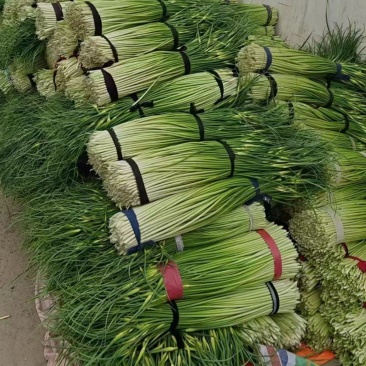 红冒精品长蒜苔