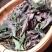 2026年紫芽白茶500克