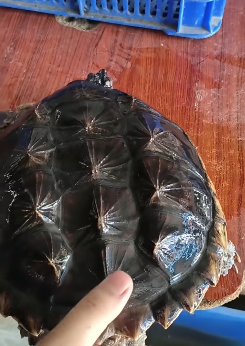 鳄龟，水产养殖