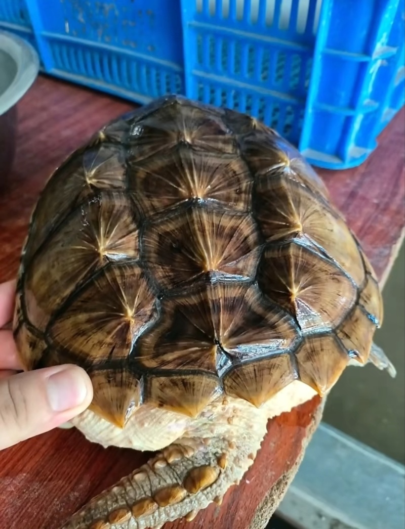 鳄龟，水产养殖