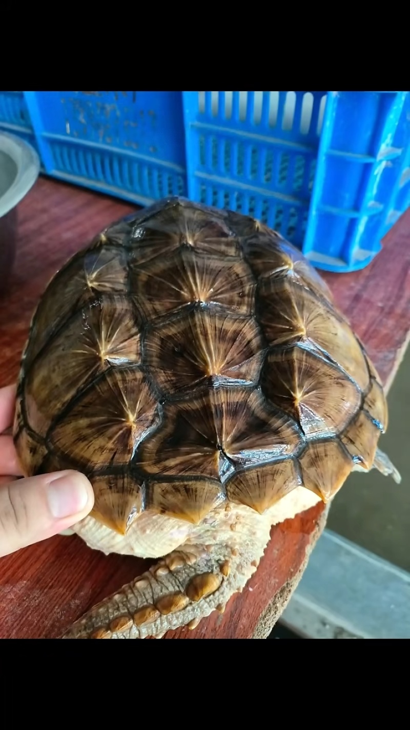 鳄龟，水产养殖