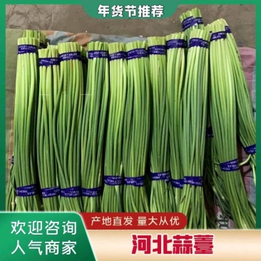 河北邯郸白帽蒜苔大量有货欢迎全国各地客商下单，支持各种
