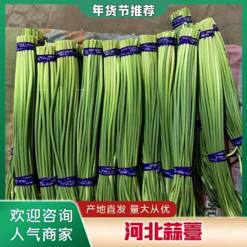 河北邯郸白帽蒜苔大量有货欢迎全国各地客商下单，支持各种
