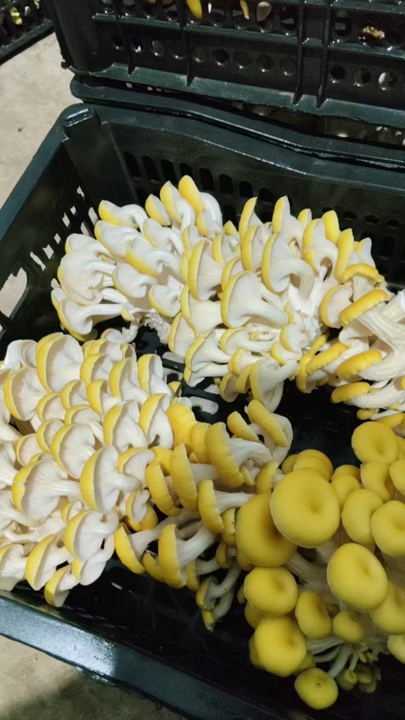玉皇菇