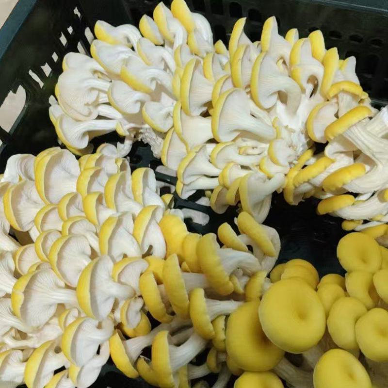 玉皇菇