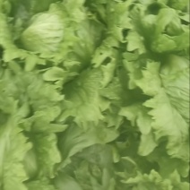 全济南生菜代办大量有货