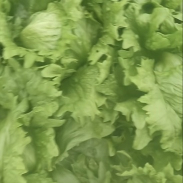 全济南生菜代办大量有货