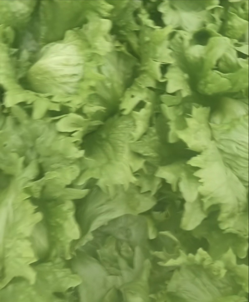 全济南生菜代办大量有货