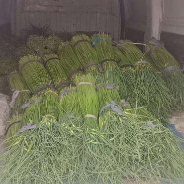 河南红冒蒜苔，精品蒜苔