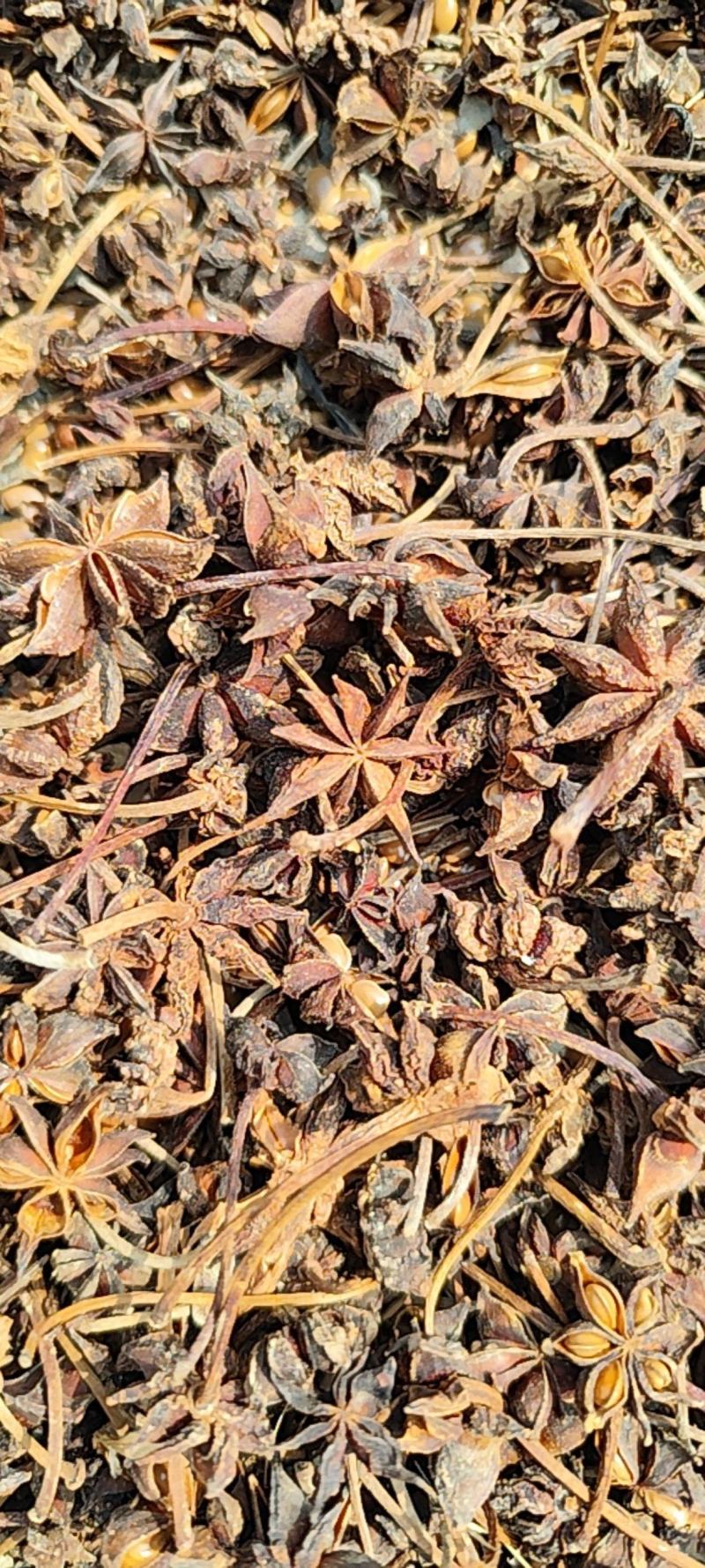 云南文山八角，帮农户卖，不挣钱，只是想让农户多几块收入。
