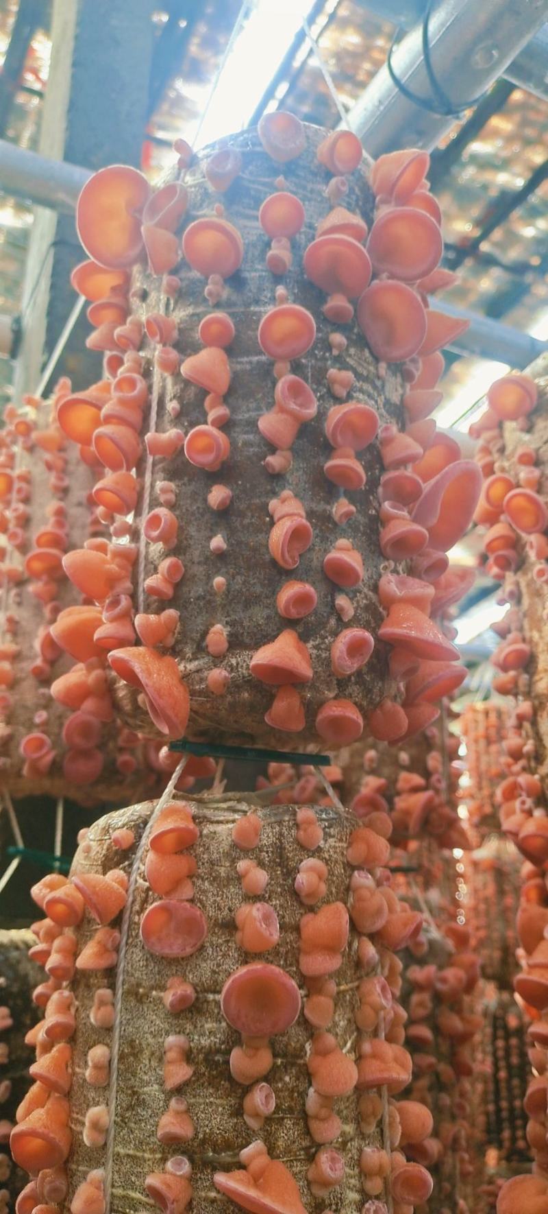贵妃粉木耳干品