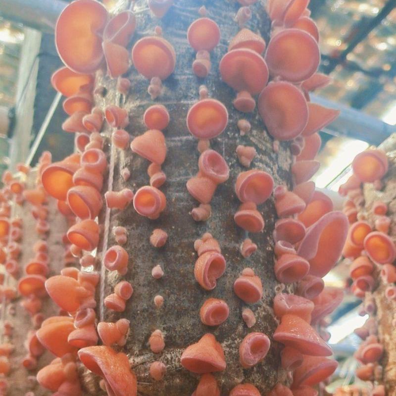 贵妃粉木耳干品