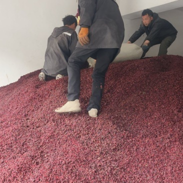 伏牛山中草药山茱萸大量上市欢迎采购来电