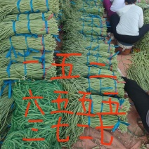 冷棚刚上市的，不收客户费用，免费提供客户吃住一条龙服务