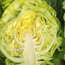 甘蓝