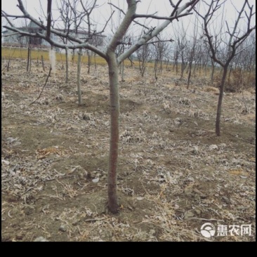 啤特果树苗