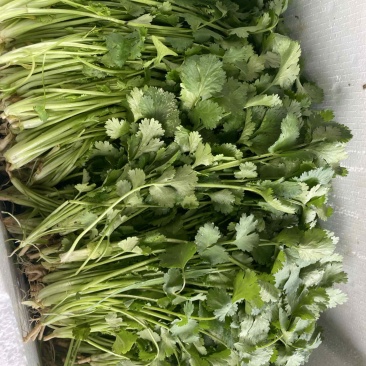 湖北孝感香菜通货粗细长短都有，大叶香菜