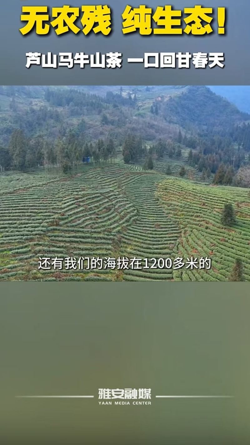 四川省雅安市芦山县海拔1200米高山无农残马牛山老川茶
