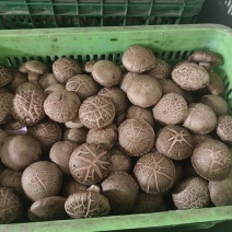 一级大白