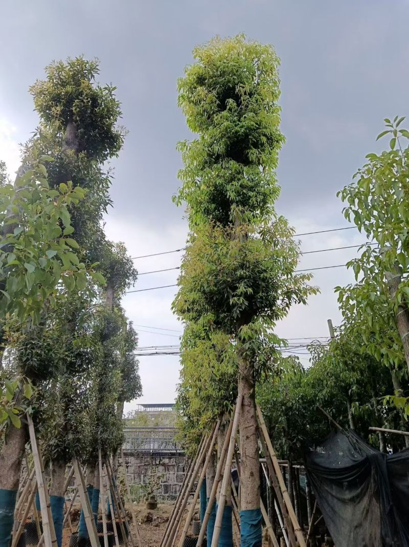 金丝楠木