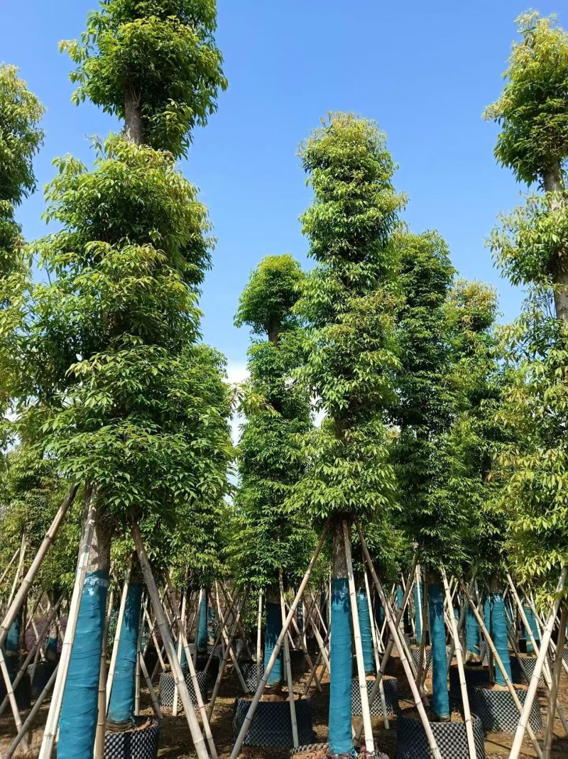 金丝楠木