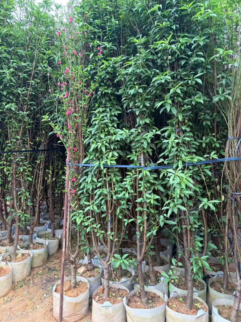 桃树