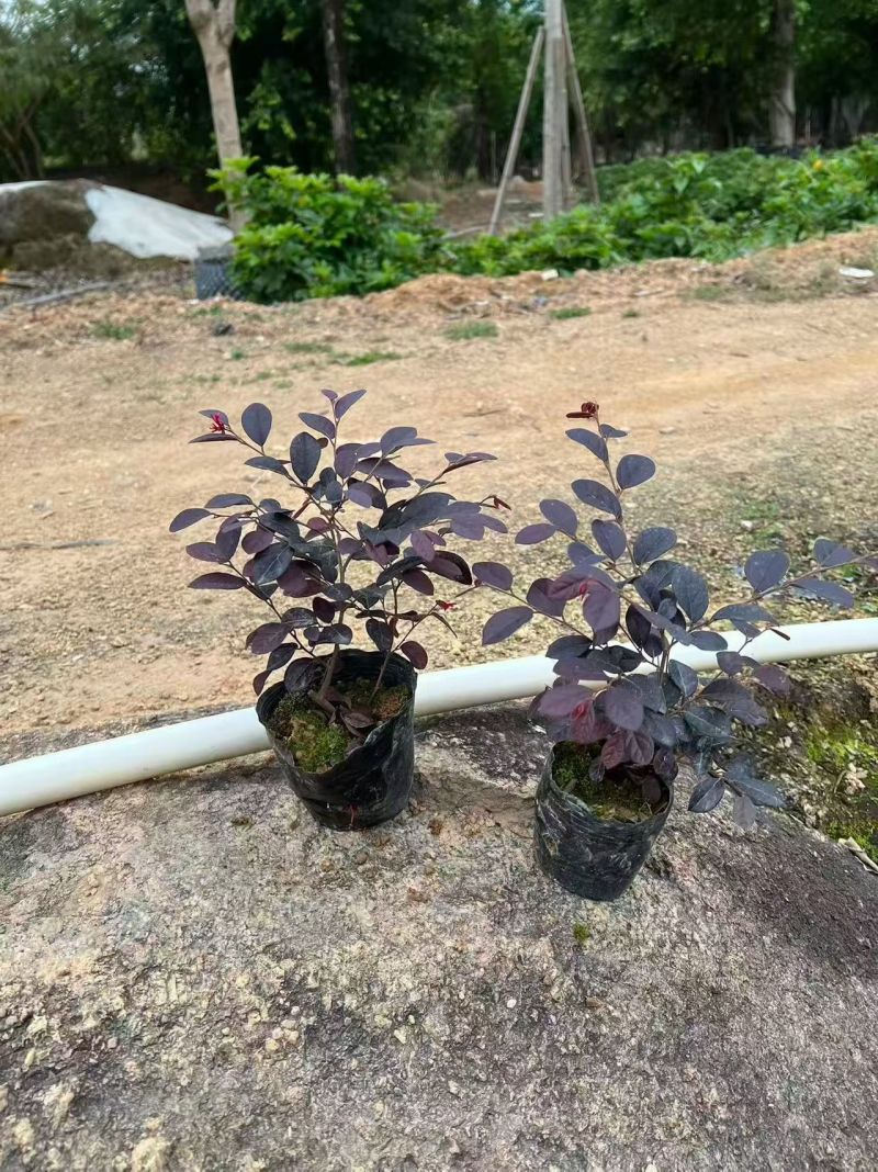 七斤袋红继木
