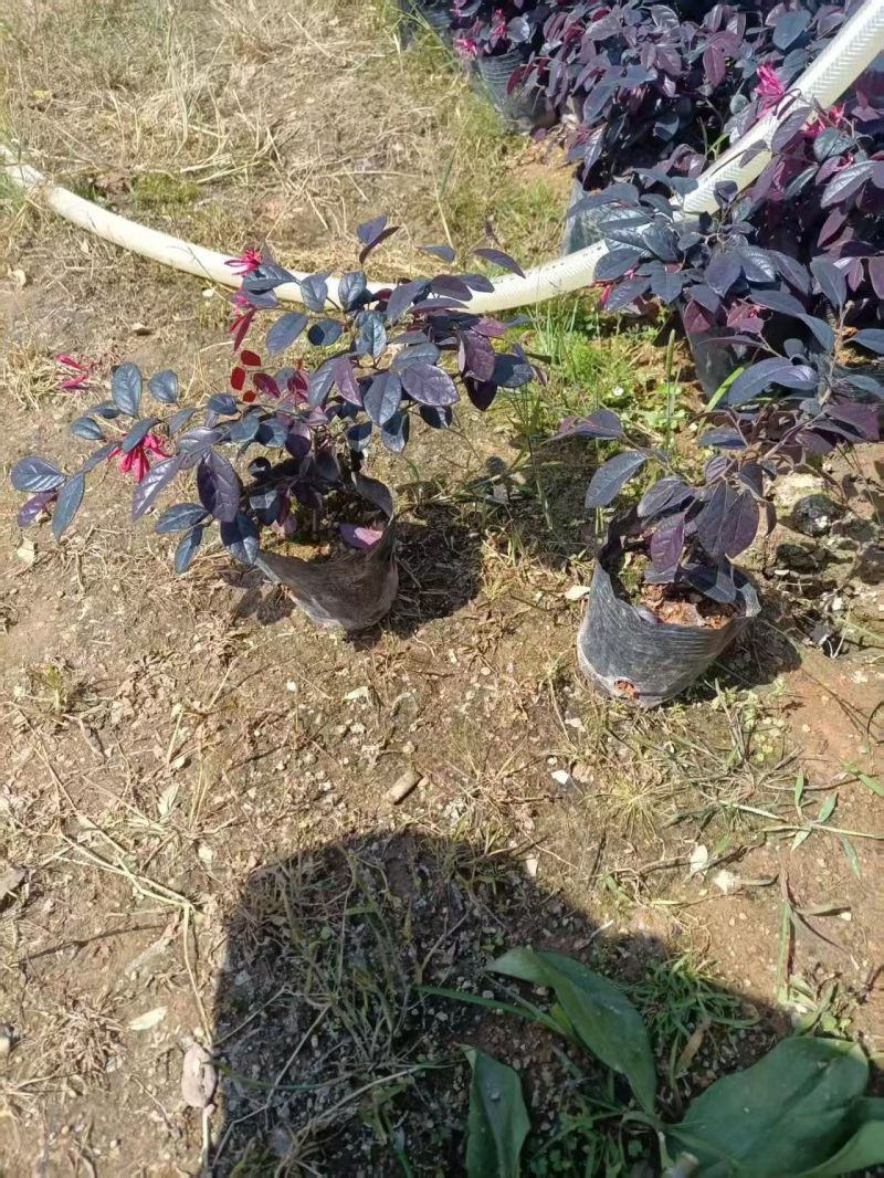 七斤袋红继木