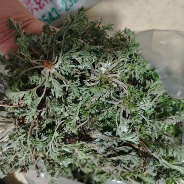 2026年新鲜茵陈鲜白蒿野菜